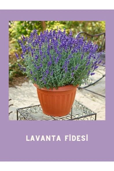 Tüplü Yoğun Kokulu Aromatik Lavanta Fidanı 10-20 cm - Resim 3