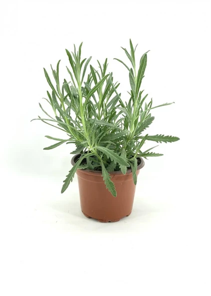 İntermedia Saksıda Lavanta Fidanı 1 Yaş 10-20 cm - Resim 4