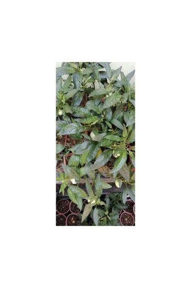 2 Adet Pepino Fidanı 1 Adet Sarmaşık Gül Fidanı 35 40 Santim Arası - Resim 2