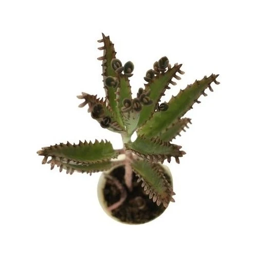 Aşkın Gözyaşı Çiçeği Fidanı 10-20 cm - Resim 3