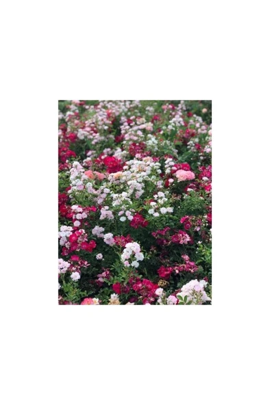 2 Adet Pepino Fidanı 1 Adet Sarmaşık Gül Fidanı 35 40 Santim Arası - Resim 4