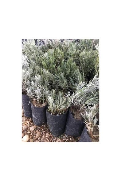 Uzun Boy Lavanta Fidanı 1 Adet 10-20 Cm Intermedia - Resim 3