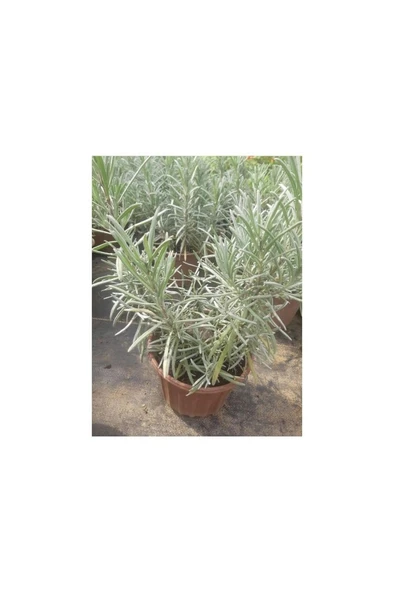 Saksılı Lavanta Fidanı 2 Adet 20-40 cm (Lavandula Intermedia) ürün görseli