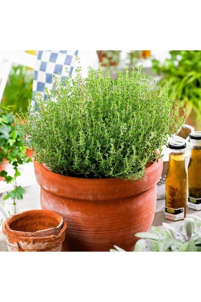 Kekik Yağı 50 ml Thyme Oil - Resim 3