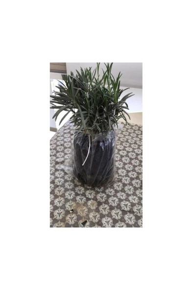 Saksılı Lavanta Fidanı 5 Adet 10-20 cm - Resim 2