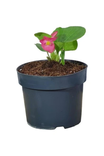 Begonia Xsemperflorens Pembe Begonya Şeker 10-20 cm - Resim 2