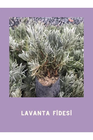 Tüplü Yoğun Kokulu Aromatik Lavanta Fidanı 10-20 cm - Resim 4