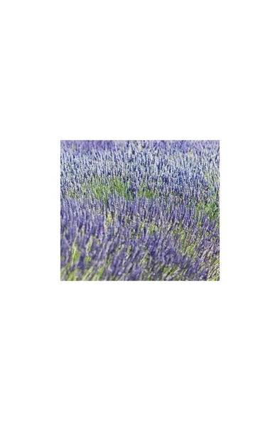 Yoğun Kokulu (Lavandula x Intermedia), Saksıda Lavanta Fidanı - Resim 3