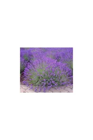 Saksılı Lavanta Fidanı 2 Adet 20-40 cm (Lavandula Intermedia) - Resim 2