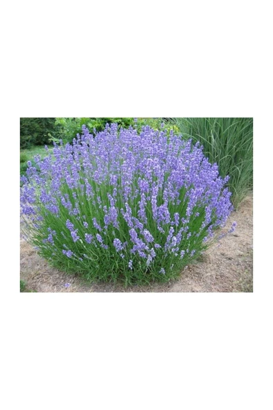 Uzun Boy Lavanta Fidanı 1 Adet 10-20 Cm Intermedia ürün görseli