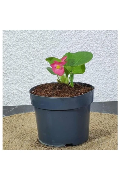 Begonia Xsemperflorens Pembe Begonya Şeker 10-20 cm - Resim 3
