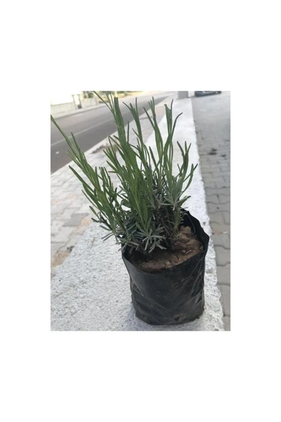 Uzun Boy Lavanta Fidanı 1 Adet 10-20 Cm Intermedia - Resim 2