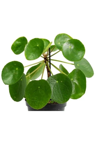Pilea çiçeği -çin parası çiçegi dolgun form (30-45cm) büyük boy ürün görseli