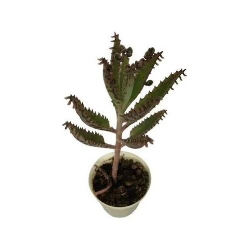 Aşkın Gözyaşı Çiçeği Fidanı 10-20 cm - Resim 2