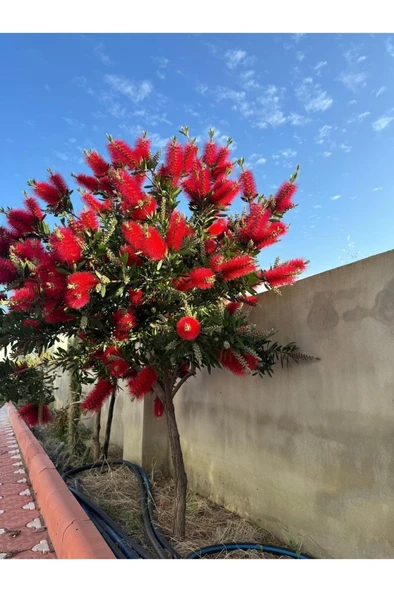 Fırça Çalısı Çiçeği Fidanı 30-60 cm - Resim 5