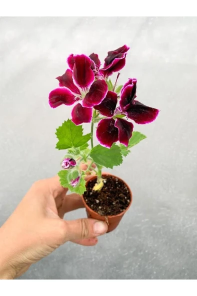 Sardunya Çiçeği Fidanı Bordo Canan Ceylan Gözü 10-20 Cm ürün görseli