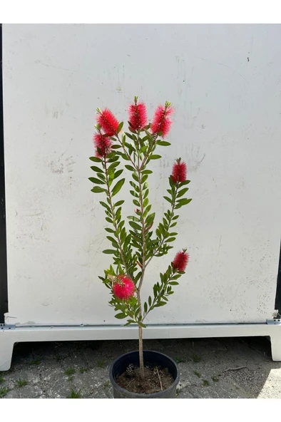 Fırça Çalısı Çiçeği Fidanı 30-60 cm - Resim 2