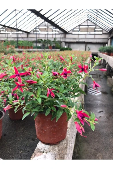 Küpe Çiçeği Fidanı Küpeli Fuchsia Hybida 10-20 cm