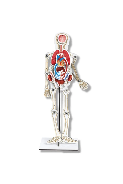 Lapin Deney Atölyesi İskelet ve Sistemler – Kendin Yap DIY Deney Bilim Seti ürün görseli