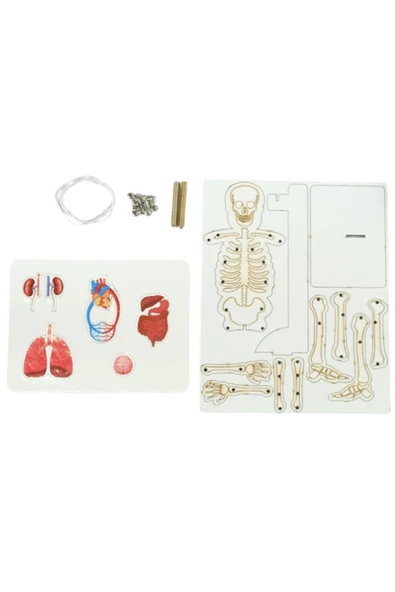 Lapin Deney Atölyesi İskelet ve Sistemler – Kendin Yap DIY Deney Bilim Seti - Resim 2