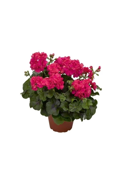 Saksılı Sakız Sardunya Fidanı Kırmızı 10-20 cm ürün görseli