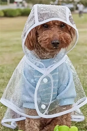 1 Adet-Pomeranian Şeffaf Köpek Yağmurluğu – PVC, Su Geçirmez, Tüm Irklar İçin Uygun - Resim 3