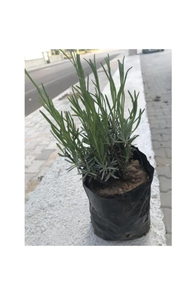 Lavanta Çiçeği Fidanı Intermedia 2 Adet 10-20 cm ürün görseli