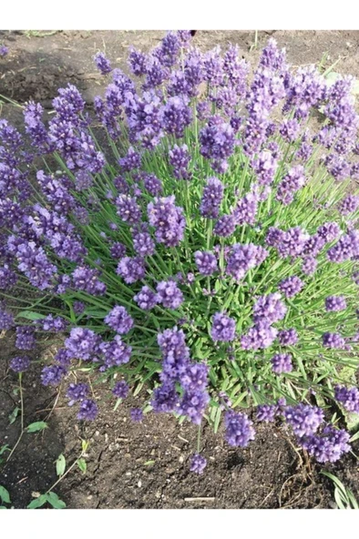 Tüplü Saksılı Lavanta Fidesi Fidanı 10-20 cm - Resim 2
