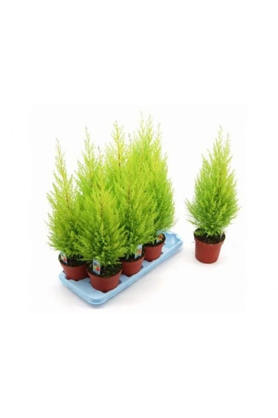 Limon Kokulu Limoni Servi Fidanı Limoni Servi Çam Ağacı 40-60 cm - Resim 5