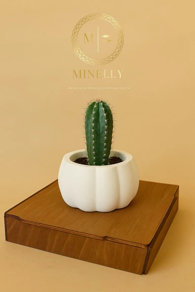 Minelly Pumpkin Touch Saksı - 4