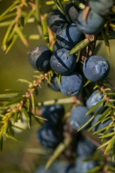 Ardıç Katranı Sabunu Hatay El Yapımı %100 Organik Doğal Sabun 1 Kalıp 130 Gram - 4