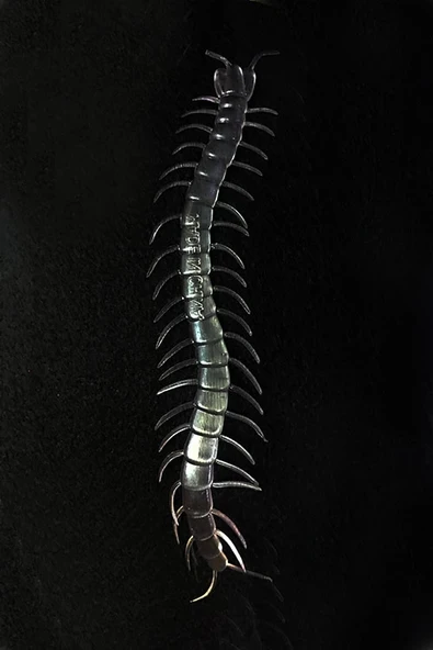 Şeffaf Renk Karanlıkta Parlayan Fosforlu Kırkayak 13 Cm 1 Adet - Resim 2