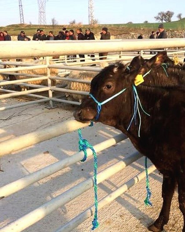 Pratik Boğa Yuları Halat - Resim 2