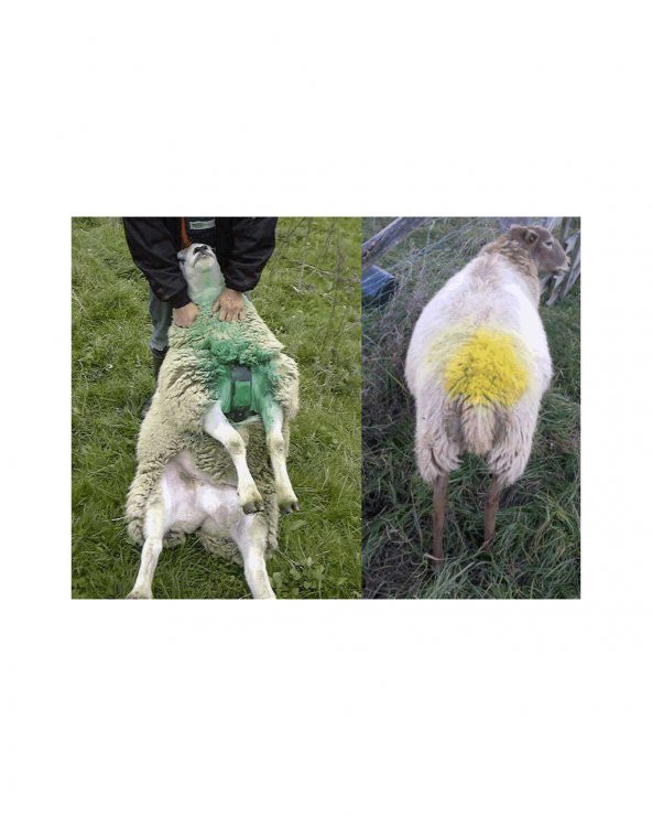 Çiftleşme Kemeri Boya Tutucu - 4