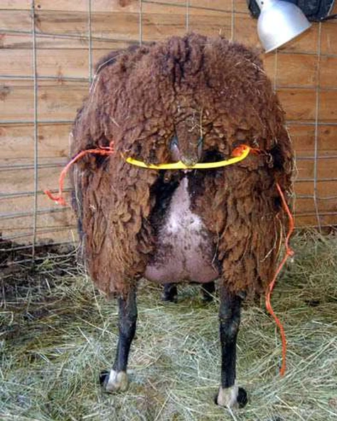 Küçükbaş rahim tutucu - Resim 2