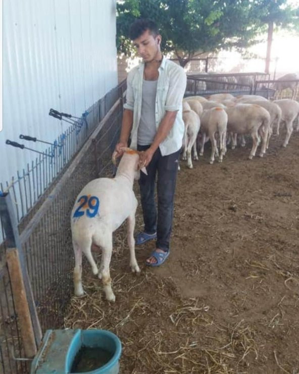 Ay Yıldızlı Hayvan Numara İşaretleme Damga Seti - 2