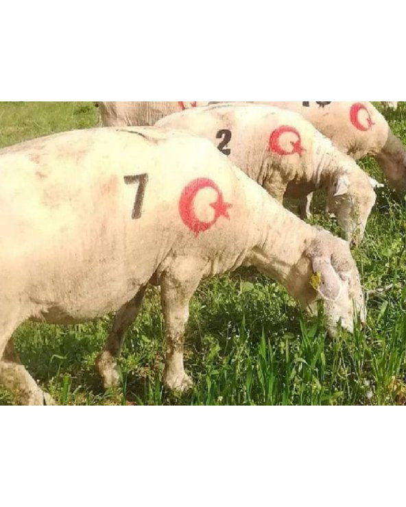 Ay Yıldızlı Hayvan Numara İşaretleme Damga Seti - 4