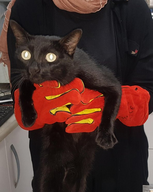 Kedi Yakalama Eldiveni 40 cm - 2