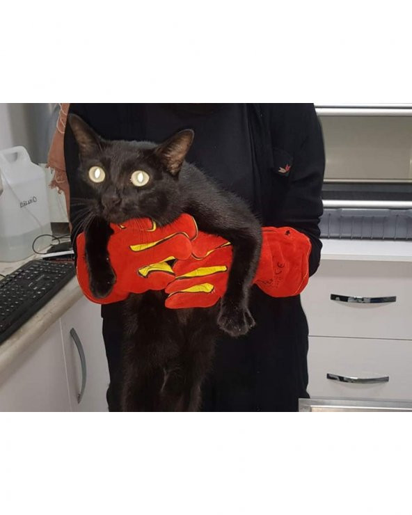 Kedi Yakalama Eldiveni 40 cm - 6