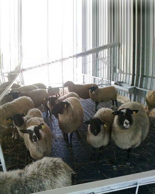 Buzağı Altlığı 25x50 cm - Resim 4