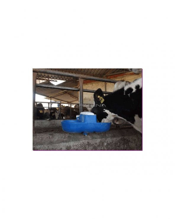 İnek Suluğu İkili - 2