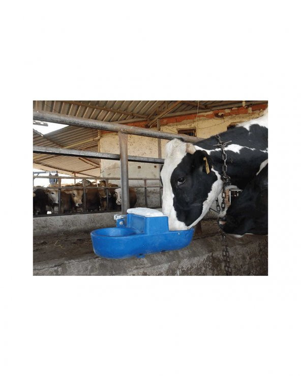 İnek Suluğu İkili - 4