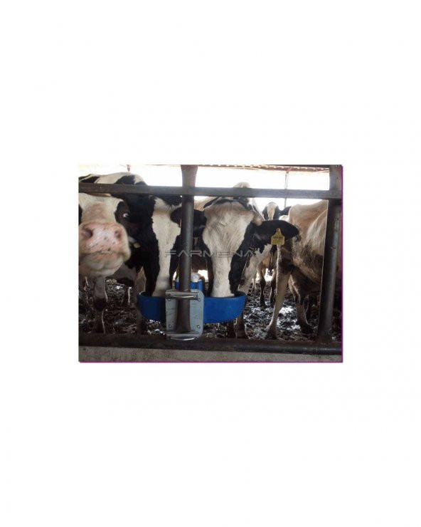 İnek Suluğu İkili - 6