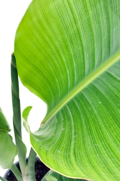 Strelitzia Nicolai 'starliçe' - Beyaz Cennet Kuşu Çiçeği 10-20 cm - Resim 2