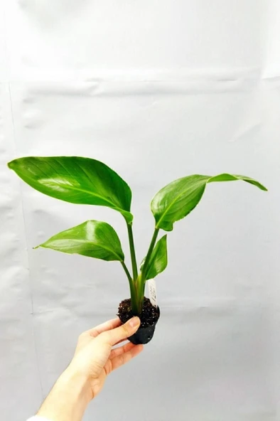 Strelitzia Nicolai 'starliçe' - Beyaz Cennet Kuşu Çiçeği 10-20 cm ürün görseli
