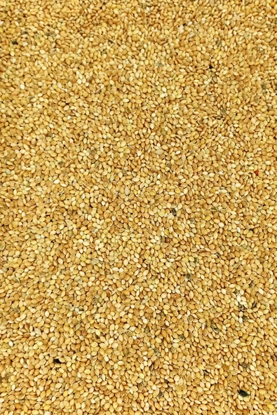 Muhabbet ve Tüm Egzotik Kuşlar İçin Doğal Taze Tane Sarı Darı - 10 kg - 3