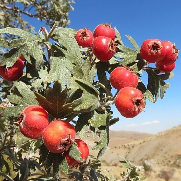 Soğuklara Dayanıklı Tüplü Aşılı İri Meyveli Kırmızı Alıç Fidanı(60-100 cm) ürün görseli