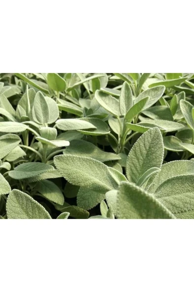 Şalba Adaçayı Fidanı 10-20 Cm Salvia Officinalis ürün görseli