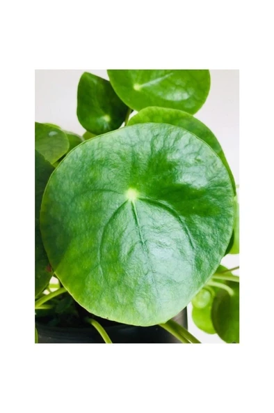 Pilea Peperomioides Çin Para Ağacı Fidanı 10-20 cm - Resim 2