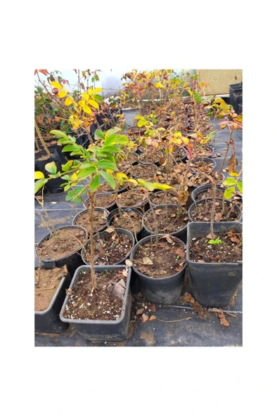 Kuşburnu Fidanı Fidesi 10-20 cm - Resim 3